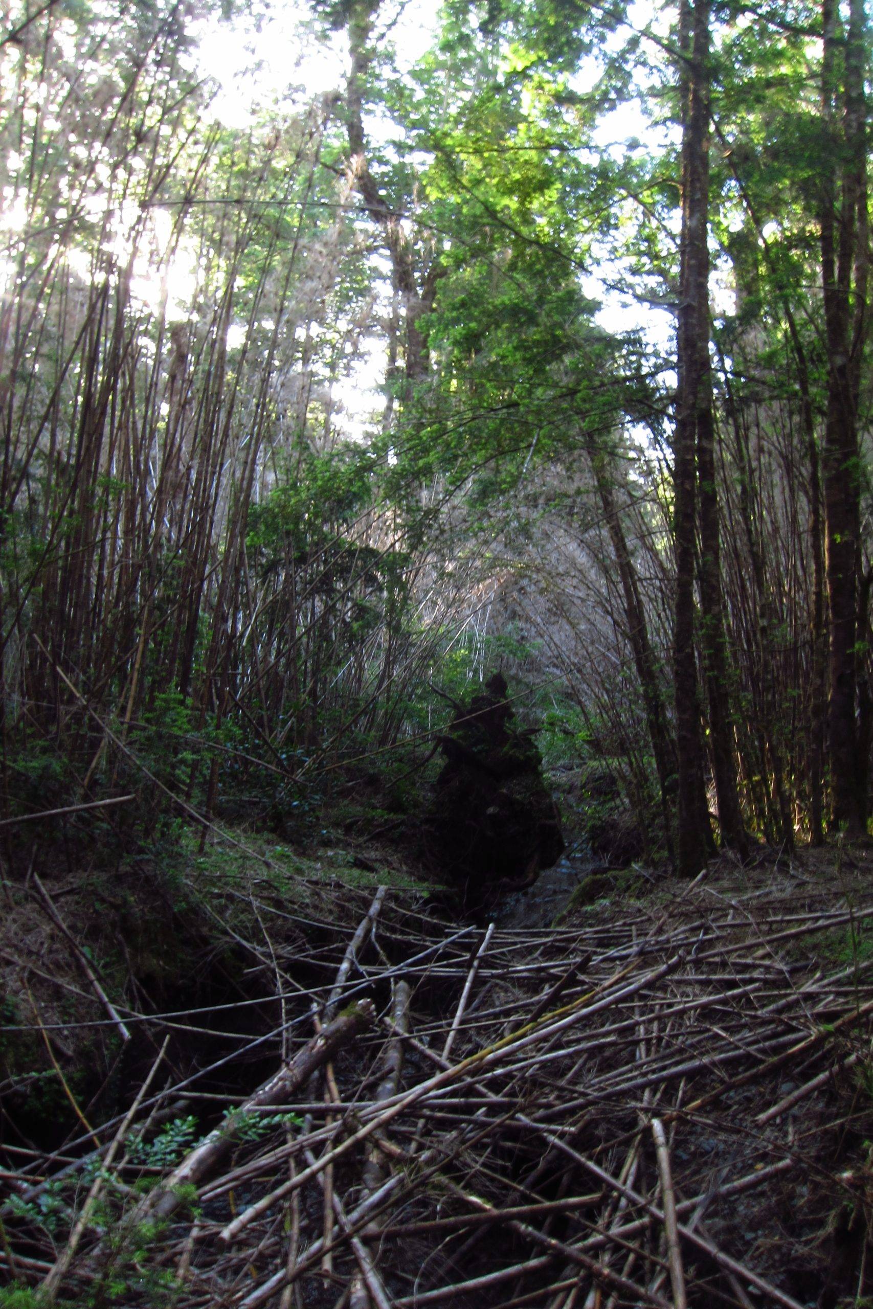L'onde andine
