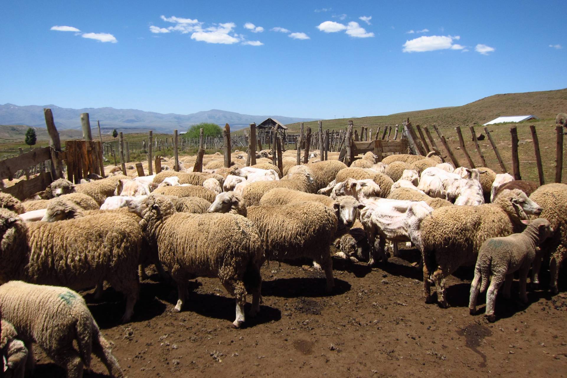 Communauté mapuche Ruca Choroy