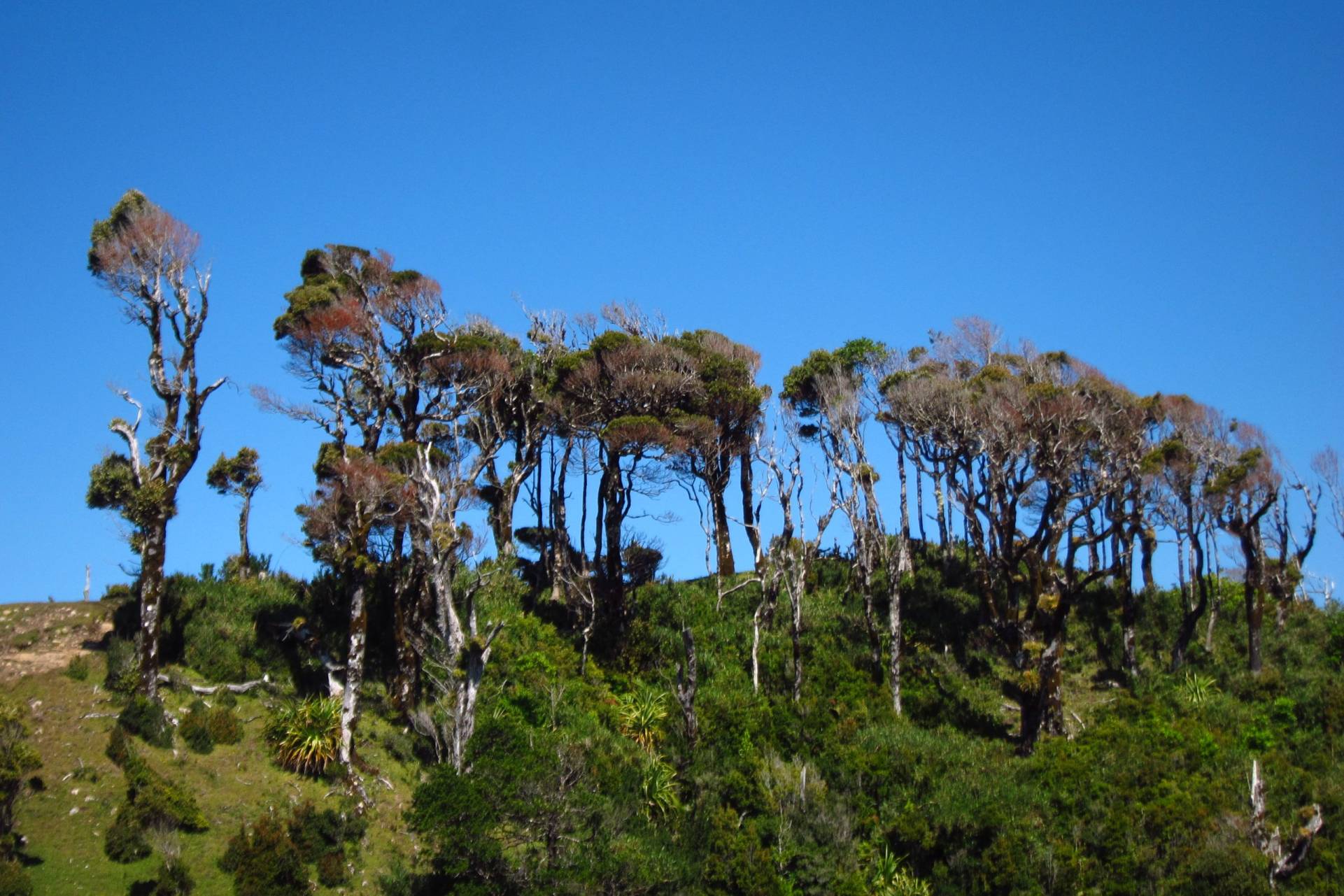 L'île de Chiloé, les Huilliches